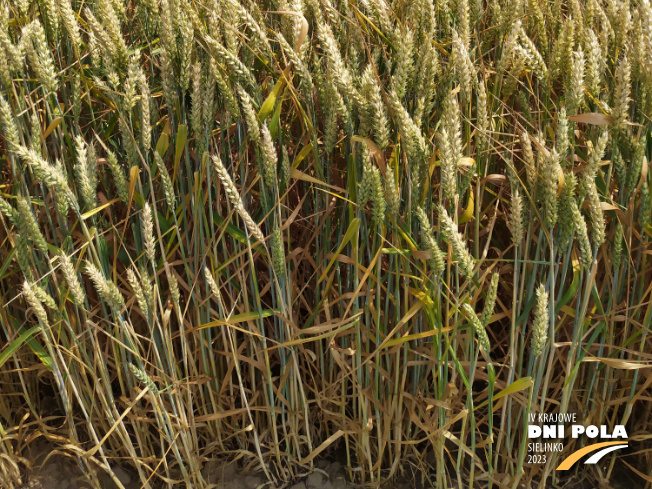 Zdjęcie 3. pszenicy ozimej RGT REFORM z RAGT Nasiona na polu demonstracyjnym w Sielinku 04.07.2023
