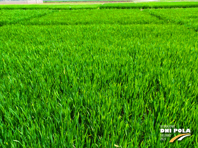 Zdjęcie 1. pszenicy ozimej RGT REFORM z RAGT Nasiona na polu demonstracyjnym w Sielinku 20.04.2023