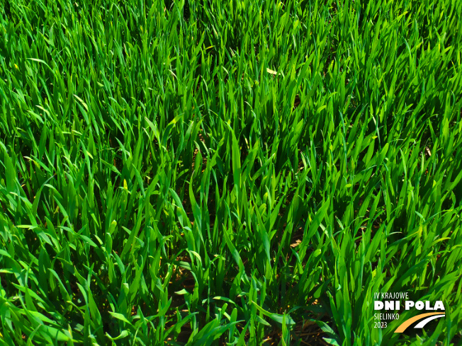 Zdjęcie 3. pszenicy ozimej RGT REFORM z RAGT Nasiona na polu demonstracyjnym w Sielinku 20.04.2023