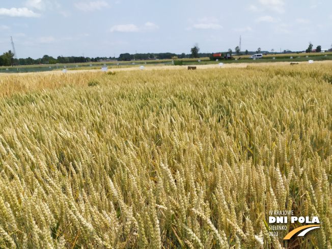 Zdjęcie 1. pszenicy ozimej RGT RITTER z RAGT Nasiona na polu demonstracyjnym w Sielinku 04.07.2023