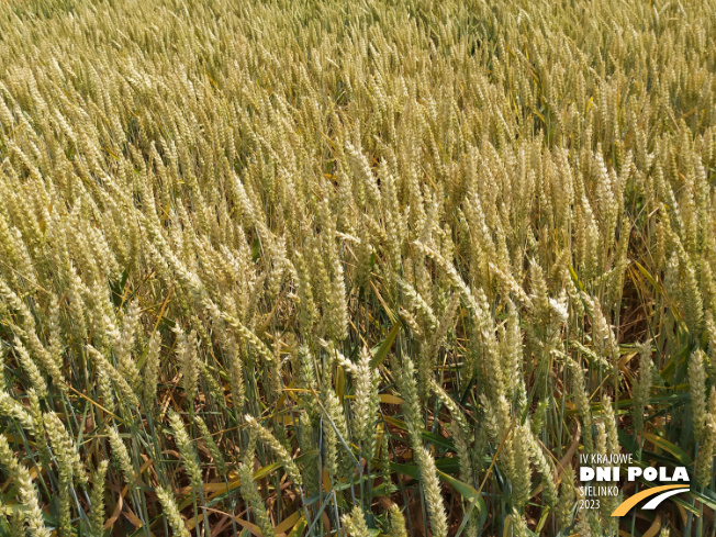 Zdjęcie 2. pszenicy ozimej RGT RITTER z RAGT Nasiona na polu demonstracyjnym w Sielinku 04.07.2023