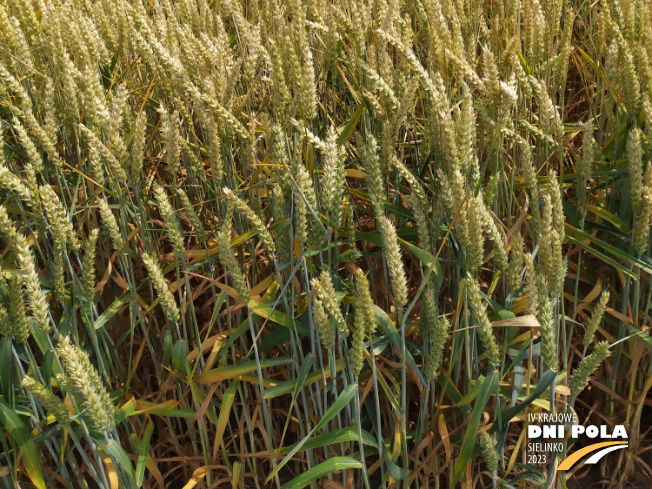 Zdjęcie 3. pszenicy ozimej RGT RITTER z RAGT Nasiona na polu demonstracyjnym w Sielinku 04.07.2023