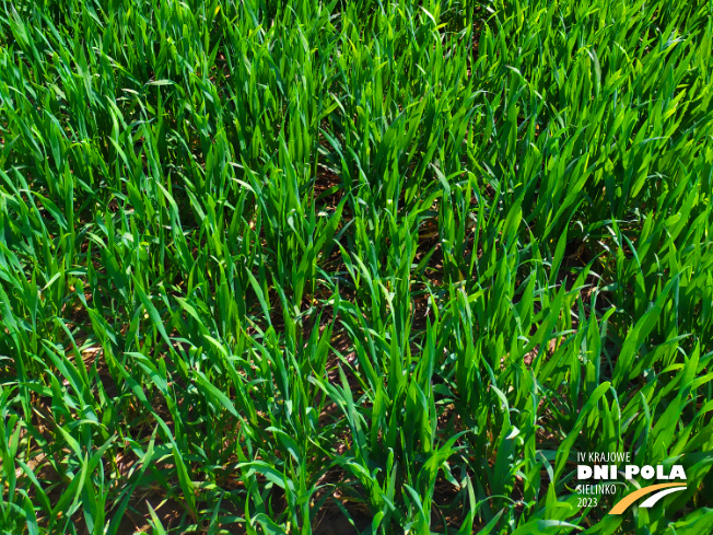 Zdjęcie 3. pszenicy ozimej RGT Ritter z RAGT Nasiona na polu demonstracyjnym w Sielinku 20.04.2023