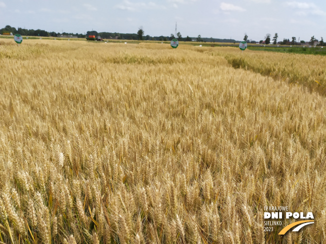 Zdjęcie 1. pszenicy ozimej RGT SACRAMENTO z RAGT Nasiona na polu demonstracyjnym w Sielinku 04.07.2023