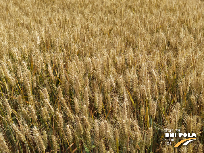 Zdjęcie 2. pszenicy ozimej RGT SACRAMENTO z RAGT Nasiona na polu demonstracyjnym w Sielinku 04.07.2023