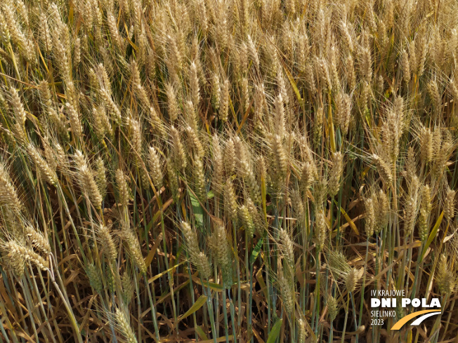 Zdjęcie 3. pszenicy ozimej RGT SACRAMENTO z RAGT Nasiona na polu demonstracyjnym w Sielinku 04.07.2023