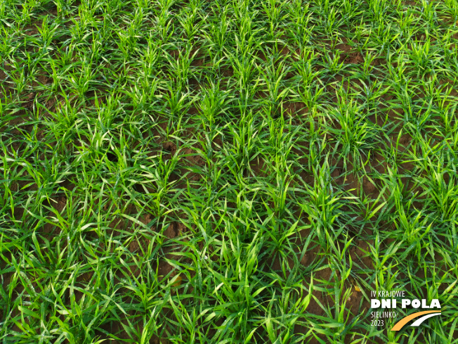 Zdjęcie 3. pszenicy ozimej RGT SACRAMENTO z RAGT Nasiona na polu demonstracyjnym w Sielinku 28.11.2022