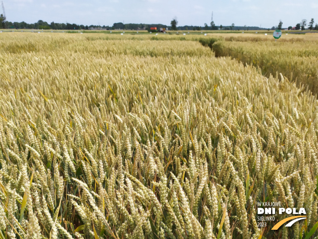 Zdjęcie 1. pszenicy ozimej RGT TECHNIK z RAGT Nasiona na polu demonstracyjnym w Sielinku 04.07.2023