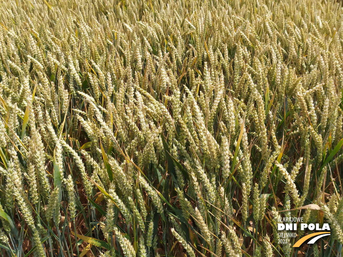 Pszenica ozima RGT TECHNIK - Krajowe Dni Pola 2023