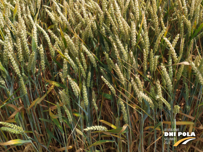 Zdjęcie 3. pszenicy ozimej RGT TECHNIK z RAGT Nasiona na polu demonstracyjnym w Sielinku 04.07.2023