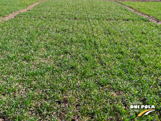 Zdjęcie 1. pszenicy ozimej RGT Technik z RAGT Nasiona na polu demonstracyjnym w Sielinku 16.03.2023
