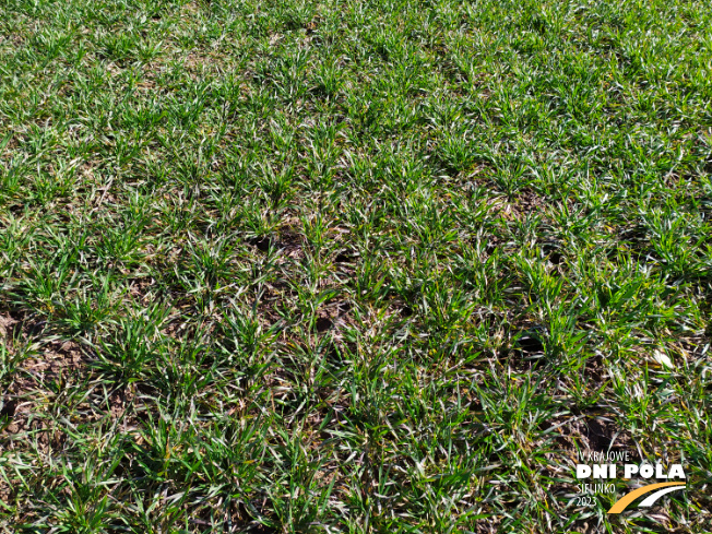 Zdjęcie 2. pszenicy ozimej RGT Technik z RAGT Nasiona na polu demonstracyjnym w Sielinku 16.03.2023