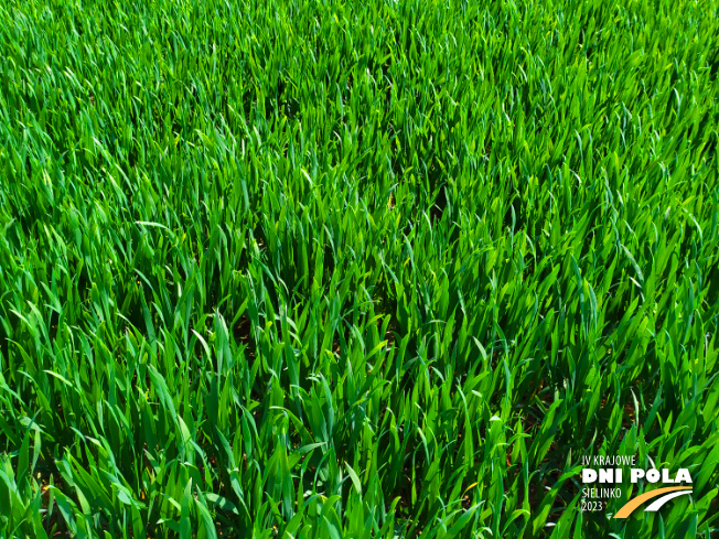 Zdjęcie 2. pszenicy ozimej RGT Technik z RAGT Nasiona na polu demonstracyjnym w Sielinku 20.04.2023