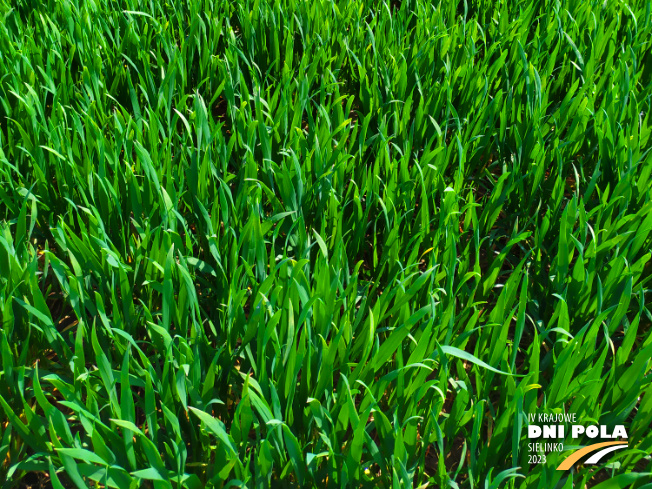 Zdjęcie 3. pszenicy ozimej RGT Technik z RAGT Nasiona na polu demonstracyjnym w Sielinku 20.04.2023