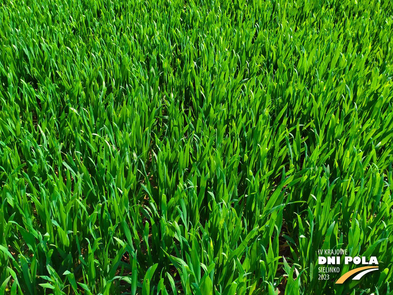 Pszenica Ozima PALLAS Krajowe Dni Pola 2023 Pszenica Ozima PALLAS Krajowe Dni Pola 2023