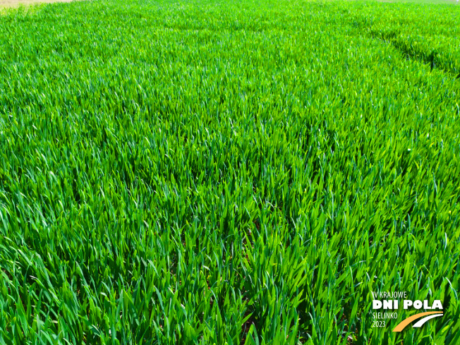Zdjęcie 1. pszenicy ozimej SU BANATUS z Saaten-Union na polu demonstracyjnym w Sielinku 20.04.2023