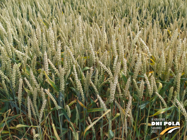 Zdjęcie 2. pszenicy ozimej SY DUBAJ (LOZ) z Syngenta na polu demonstracyjnym w Sielinku 04.07.2023