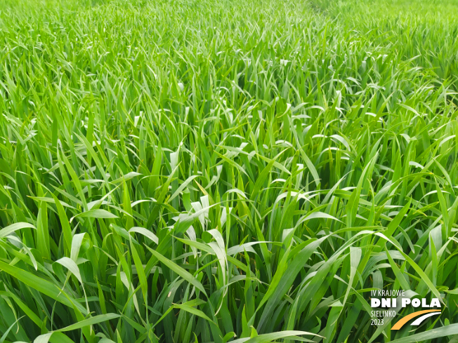 Zdjęcie 1. pszenicy ozimej SY DUBAJ (LOZ) z Syngenta na polu demonstracyjnym w Sielinku 19.05.2023