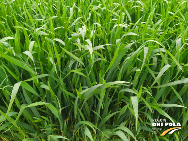 Zdjęcie 2. pszenicy ozimej SY DUBAJ (LOZ) z Syngenta na polu demonstracyjnym w Sielinku 19.05.2023