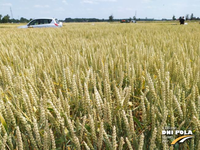 Zdjęcie 1. pszenicy ozimej SY DUBAJ z Syngenta na polu demonstracyjnym w Sielinku 04.07.2023