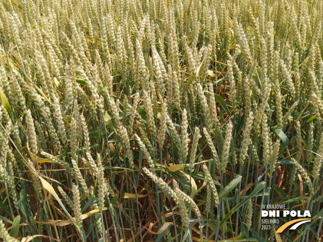 Zdjęcie 2. pszenicy ozimej SY DUBAJ z Syngenta na polu demonstracyjnym w Sielinku 04.07.2023