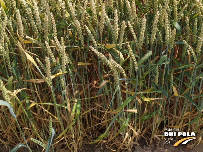 Zdjęcie 3. pszenicy ozimej SY DUBAJ z Syngenta na polu demonstracyjnym w Sielinku 04.07.2023