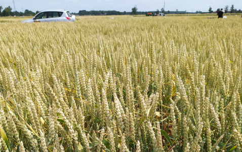 Zdjęcie pszenicy ozimej SY DUBAJ z Syngenta na polu demonstracyjnym w Sielinku 04.07.2023