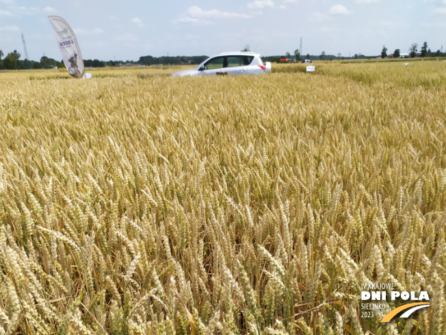Zdjęcie 1. pszenicy ozimej SY LANDRICH z Syngenta na polu demonstracyjnym w Sielinku 04.07.2023