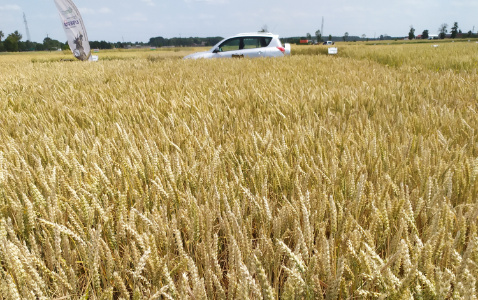 Zdjęcie pszenicy ozimej SY LANDRICH z Syngenta na polu demonstracyjnym w Sielinku 04.07.2023