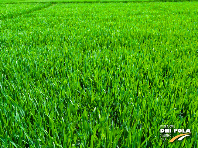 Zdjęcie 1. pszenicy ozimej SY LANDRICH z Syngenta na polu demonstracyjnym w Sielinku 20.04.2023