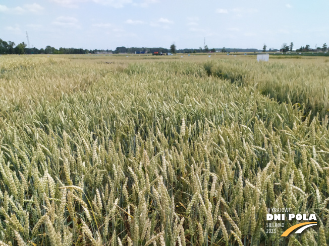 Zdjęcie 1. pszenicy ozimej SY OROFINO (LOZ) z Syngenta na polu demonstracyjnym w Sielinku 04.07.2023