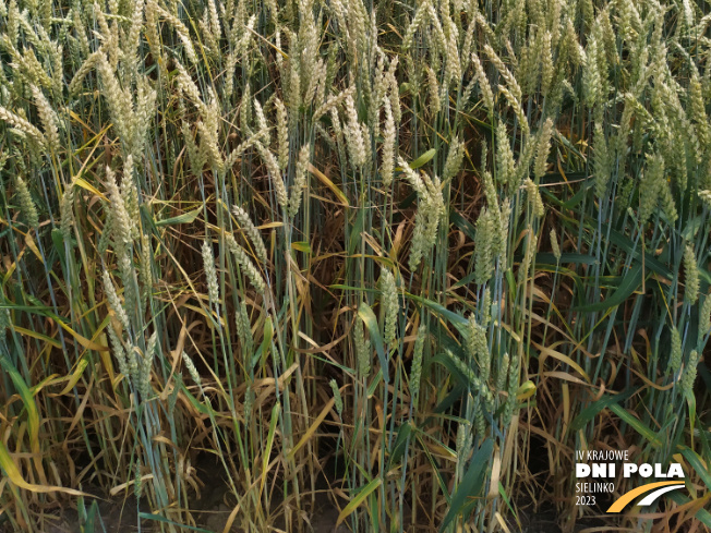 Zdjęcie 3. pszenicy ozimej SY OROFINO (LOZ) z Syngenta na polu demonstracyjnym w Sielinku 04.07.2023