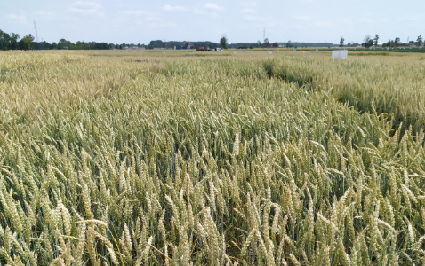 Zdjęcie pszenicy ozimej SY OROFINO (LOZ) z Syngenta na polu demonstracyjnym w Sielinku 04.07.2023