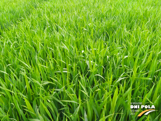 Zdjęcie 1. pszenicy ozimej SY OROFINO (LOZ) z Syngenta na polu demonstracyjnym w Sielinku 19.05.2023