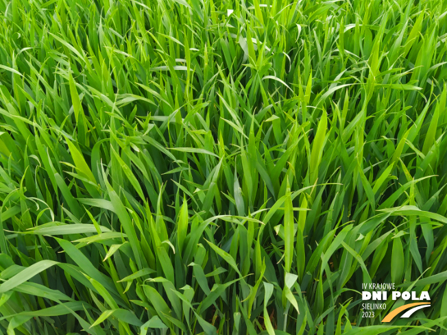 Zdjęcie 2. pszenicy ozimej SY OROFINO (LOZ) z Syngenta na polu demonstracyjnym w Sielinku 19.05.2023