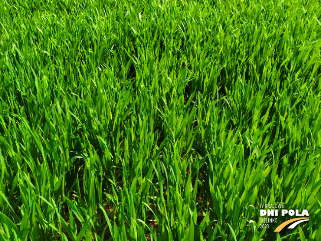 Zdjęcie 2. pszenicy ozimej SY OROFINO (LOZ) z Syngenta na polu demonstracyjnym w Sielinku 20.04.2023