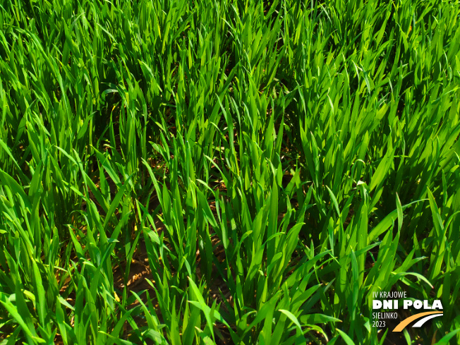 Zdjęcie 3. pszenicy ozimej SY OROFINO (LOZ) z Syngenta na polu demonstracyjnym w Sielinku 20.04.2023