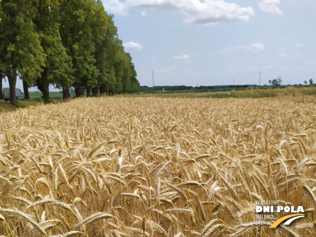 Zdjęcie 1. pszenżyta ozimego SU ASKADUS z AGROCHEST na polu demonstracyjnym w Sielinku 04.07.2023