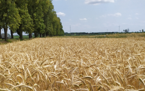 Zdjęcie pszenżyta ozimego SU ASKADUS z AGROCHEST na polu demonstracyjnym w Sielinku 04.07.2023