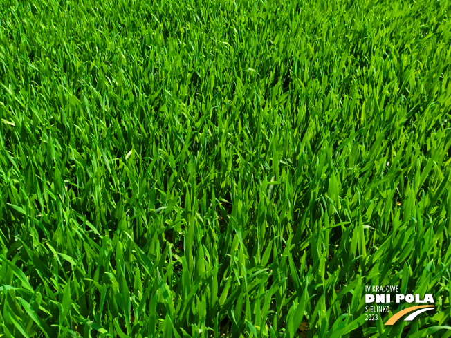 Zdjęcie 2. pszenżyta ozimego BELCANTO (LOZ) z DANKO Hodowli Roślin na polu demonstracyjnym w Sielinku 20.04.2023