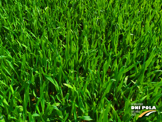 Zdjęcie 3. pszenżyta ozimego BELCANTO (LOZ) z DANKO Hodowli Roślin na polu demonstracyjnym w Sielinku 20.04.2023