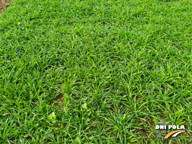 Zdjęcie 2. pszenżyta ozimego Belcanto (LOZ) z DANKO Hodowli Roślin na polu demonstracyjnym w Sielinku 28.11.2022