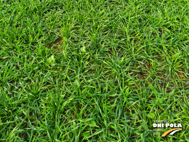 Zdjęcie 3. pszenżyta ozimego Belcanto (LOZ) z DANKO Hodowli Roślin na polu demonstracyjnym w Sielinku 28.11.2022
