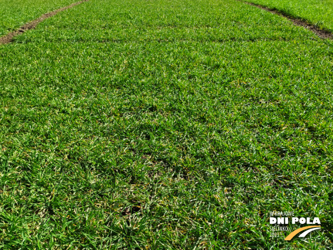 Zdjęcie 1. pszenżyta ozimego Mondeo z DANKO Hodowli Roślin na polu demonstracyjnym w Sielinku 16.03.2023