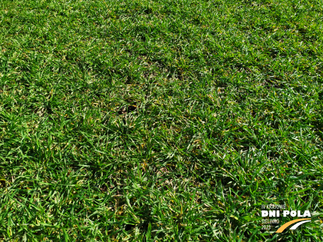 Zdjęcie 2. pszenżyta ozimego Mondeo z DANKO Hodowli Roślin na polu demonstracyjnym w Sielinku 16.03.2023
