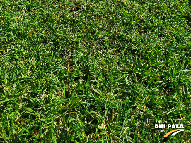 Zdjęcie 3. pszenżyta ozimego Mondeo z DANKO Hodowli Roślin na polu demonstracyjnym w Sielinku 16.03.2023