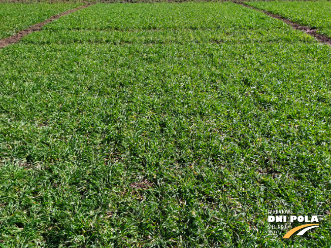 Zdjęcie 1. pszenżyta ozimego Panaso z DANKO Hodowli Roślin na polu demonstracyjnym w Sielinku 16.03.2023