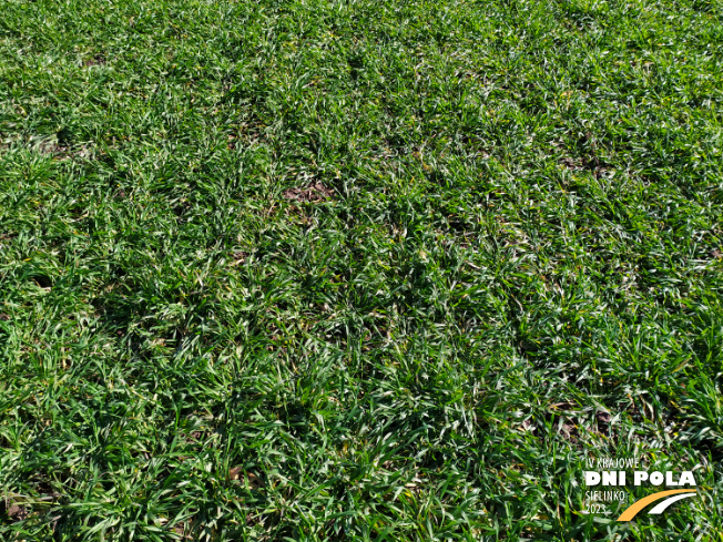 Zdjęcie 2. pszenżyta ozimego Panaso z DANKO Hodowli Roślin na polu demonstracyjnym w Sielinku 16.03.2023