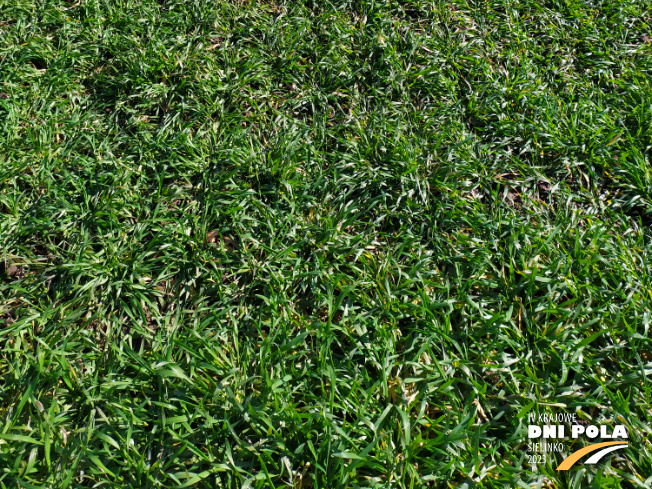 Zdjęcie 3. pszenżyta ozimego Panaso z DANKO Hodowli Roślin na polu demonstracyjnym w Sielinku 16.03.2023