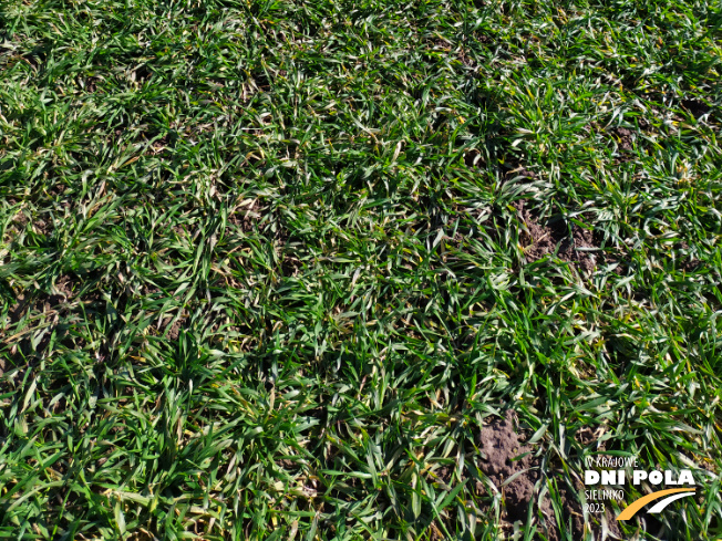 Zdjęcie 3. pszenżyta ozimego Stelvio z DANKO Hodowli Roślin na polu demonstracyjnym w Sielinku 16.03.2023